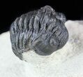 Acastoides Trilobite - Foum Zguid, Morocco #57666-1